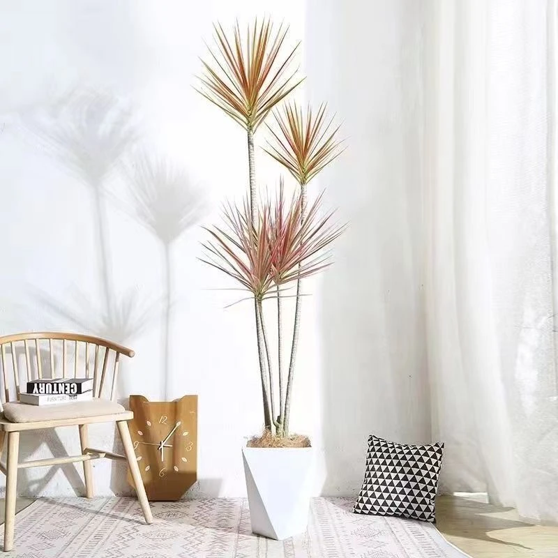 七彩铁五彩千年木盆栽三色龙血树办公室客厅观叶植物室内绿植基地