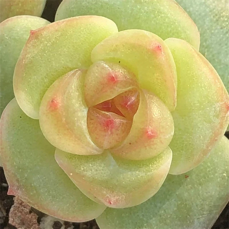 甜心珍妮多肉植物叶片叶插室内阳台办公室桌面盆栽