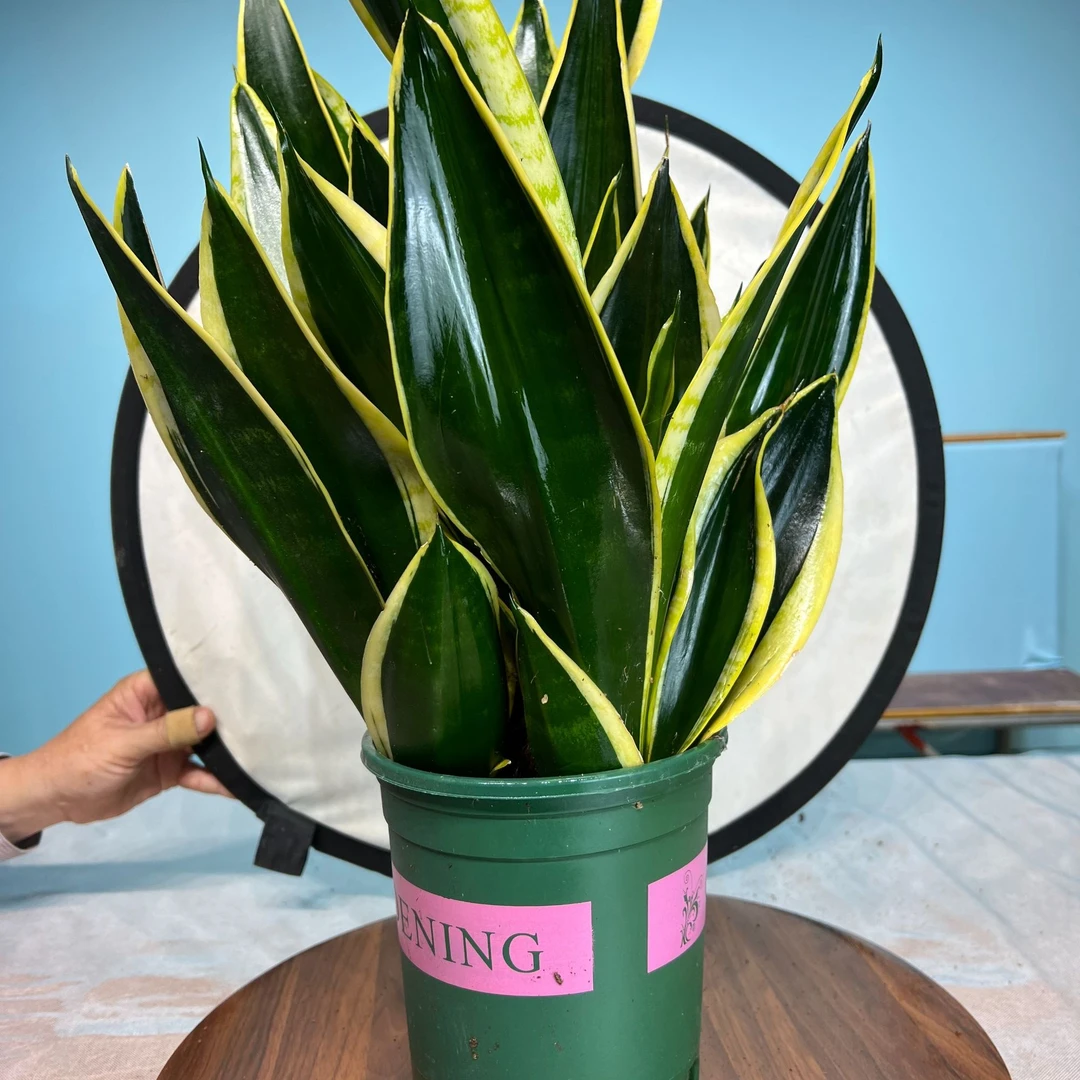 霸王兰虎皮兰带盆带土带肥发四季常青室内外盆景好养可水培大气