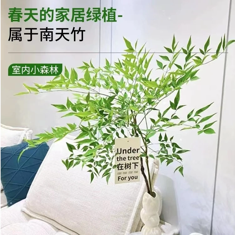 南天竹带跟水培鲜切枝客厅室内老桩懒人绿植水培办公室马醉木绿植
