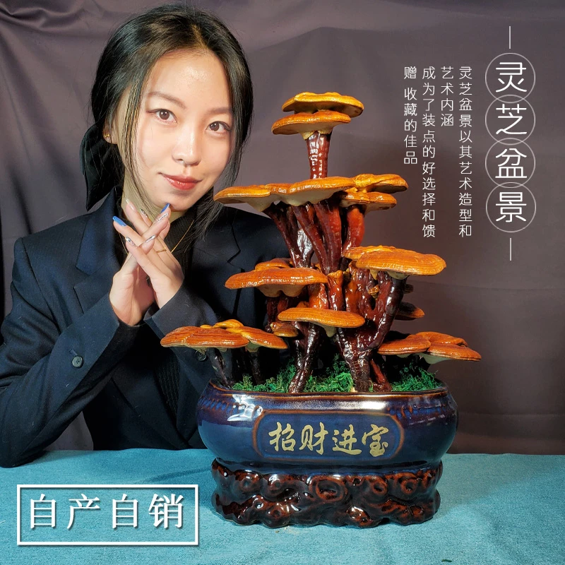（直播间里一物一拍）351-400灵芝盆栽盆景摆件 室内观赏桌面摆件