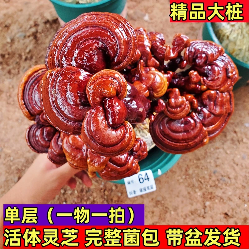 797号—995号 单层精选大桩  活体灵芝盆栽 懒人绿植室内观赏植物