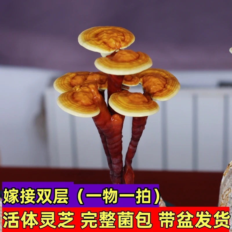 1号—199号 嫁接双层 活体灵芝盆栽 懒人绿植室内植物