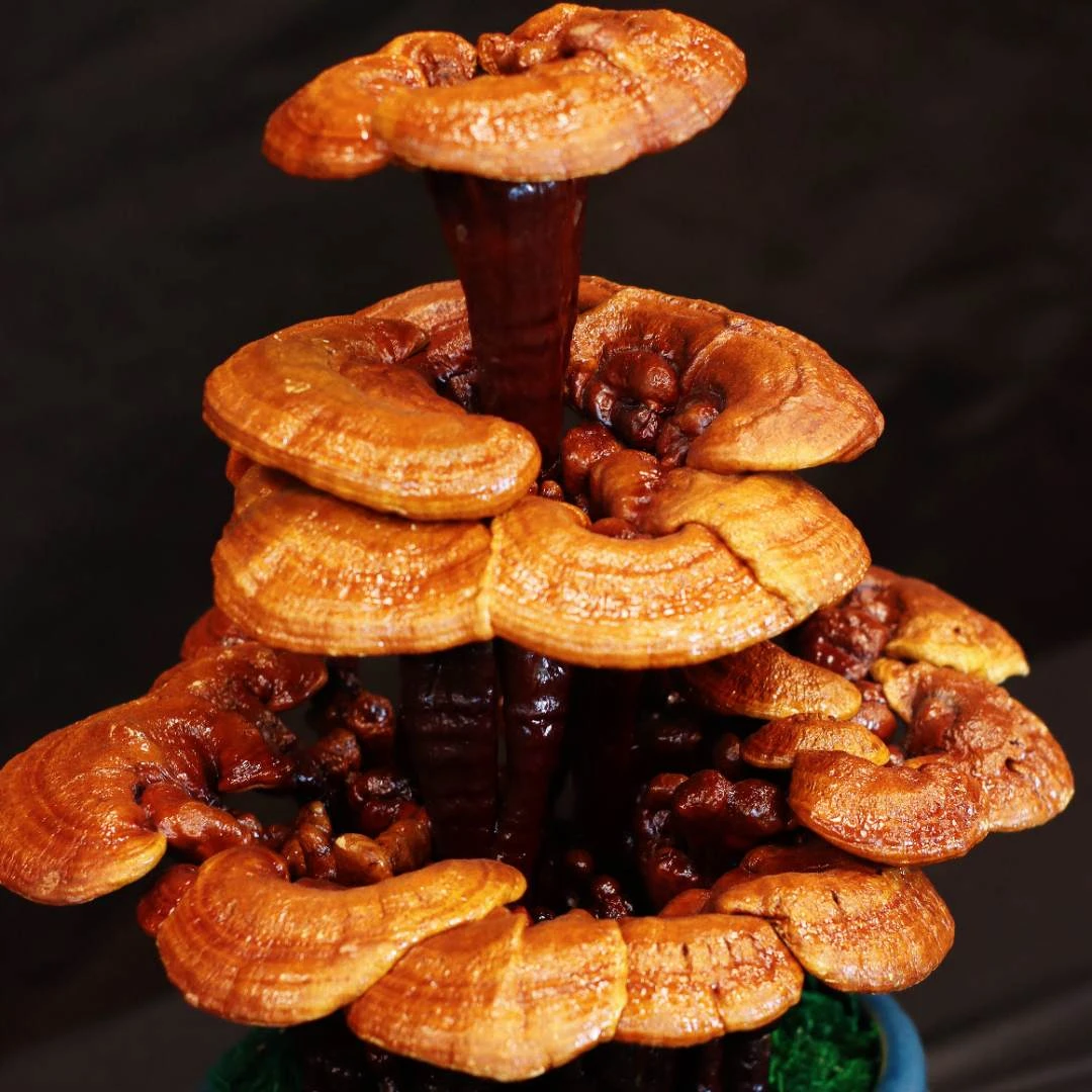 161—200（直播间里一物一拍）芝灵盆景室内观赏桌面摆件 无需养护