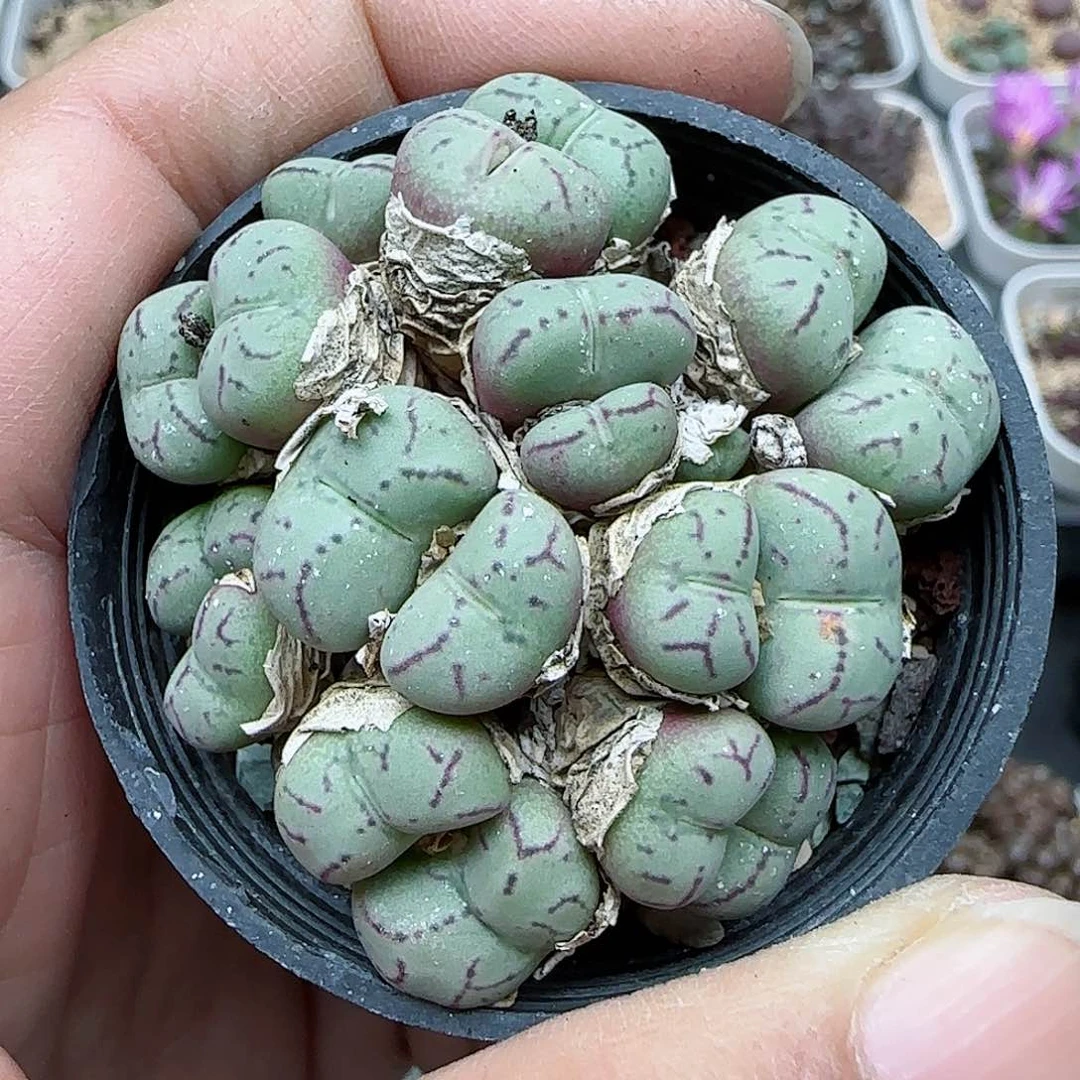 392福利福利福利