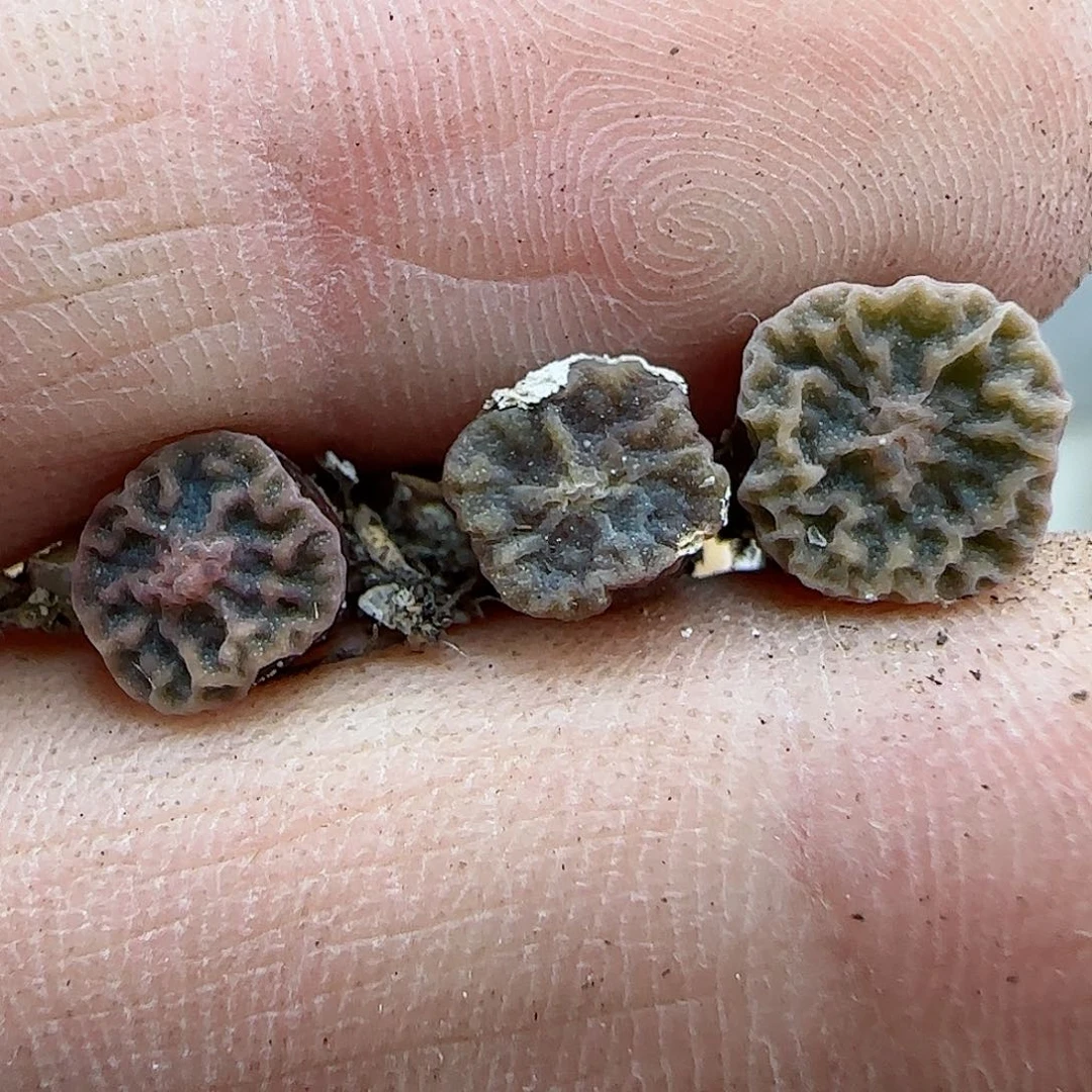 971超级烧麦优选