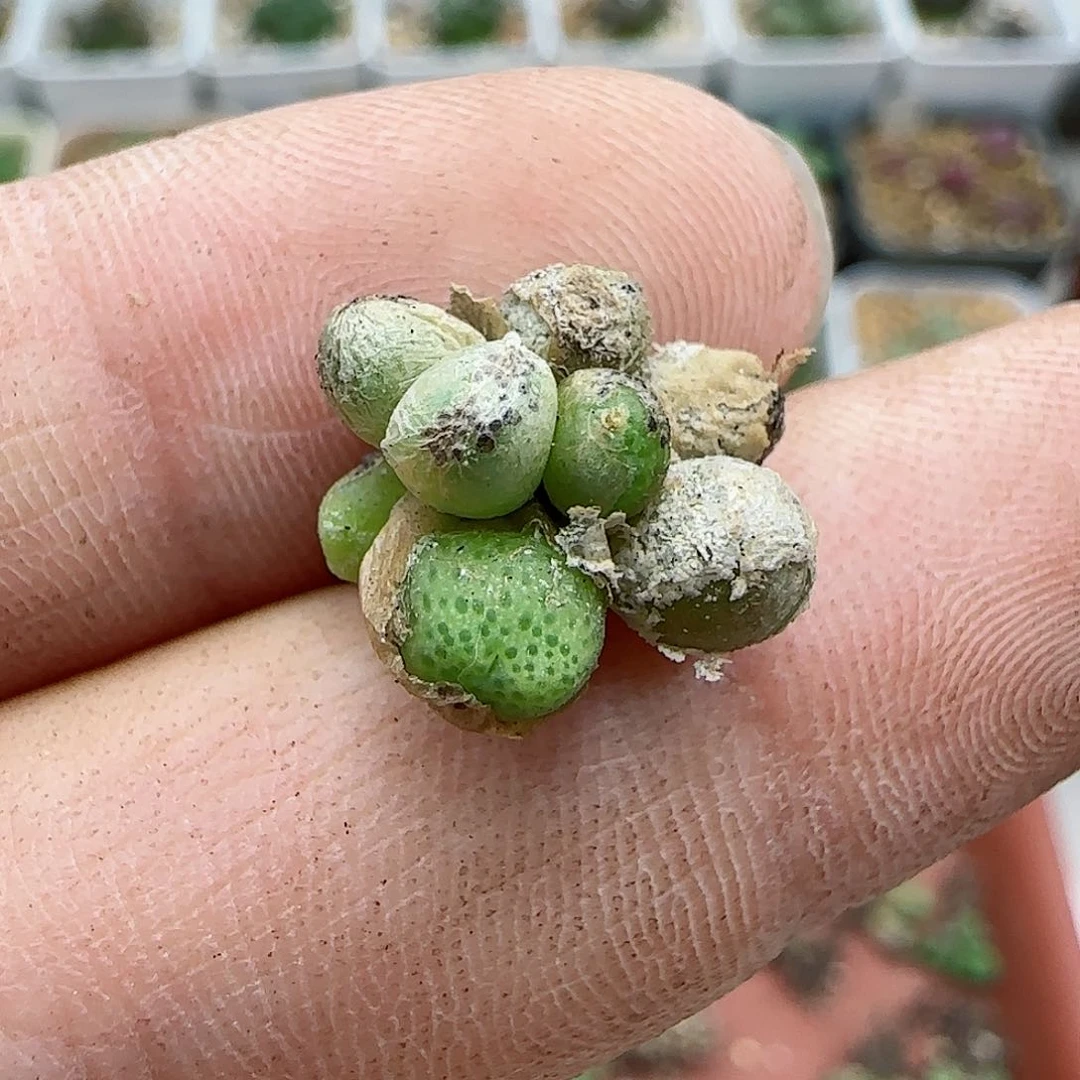 329编号龙猫斑马