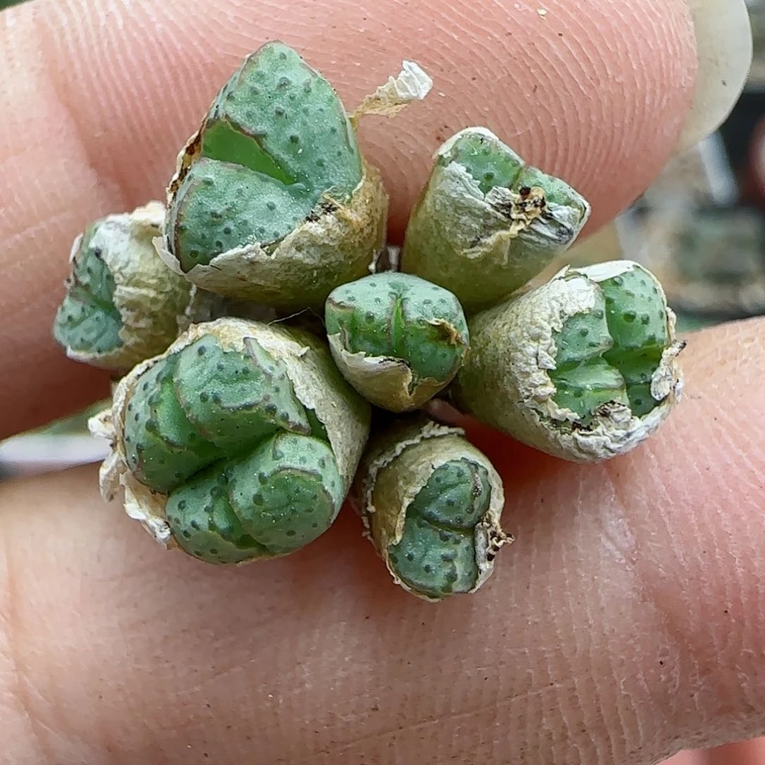 529编号海伦娜福利