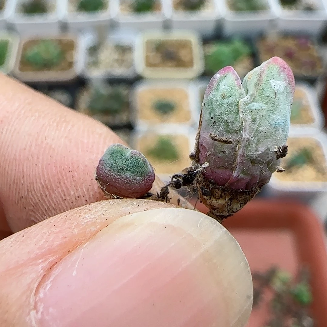 293园艺优选猪蹄985