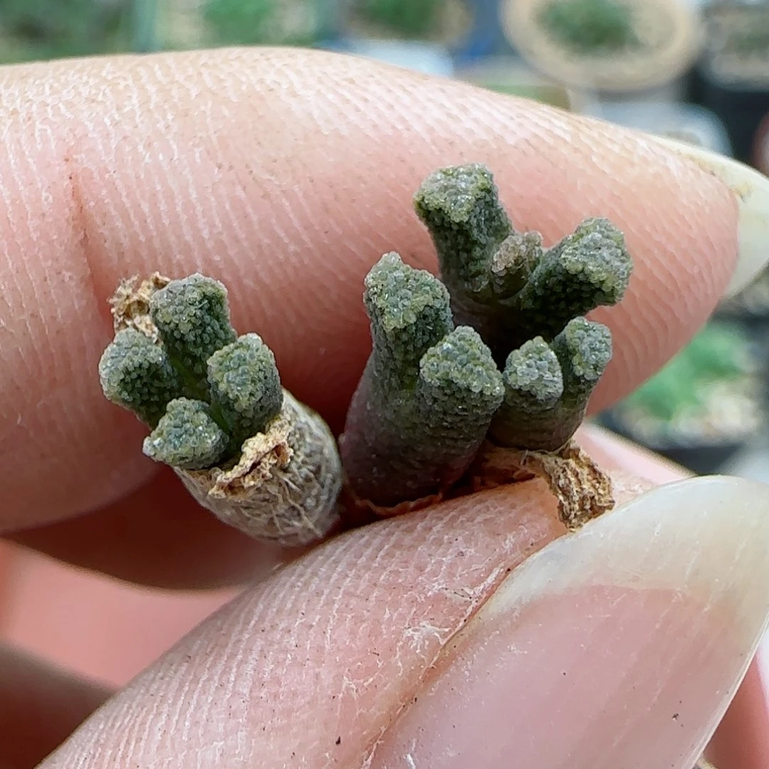525福利火柴福利