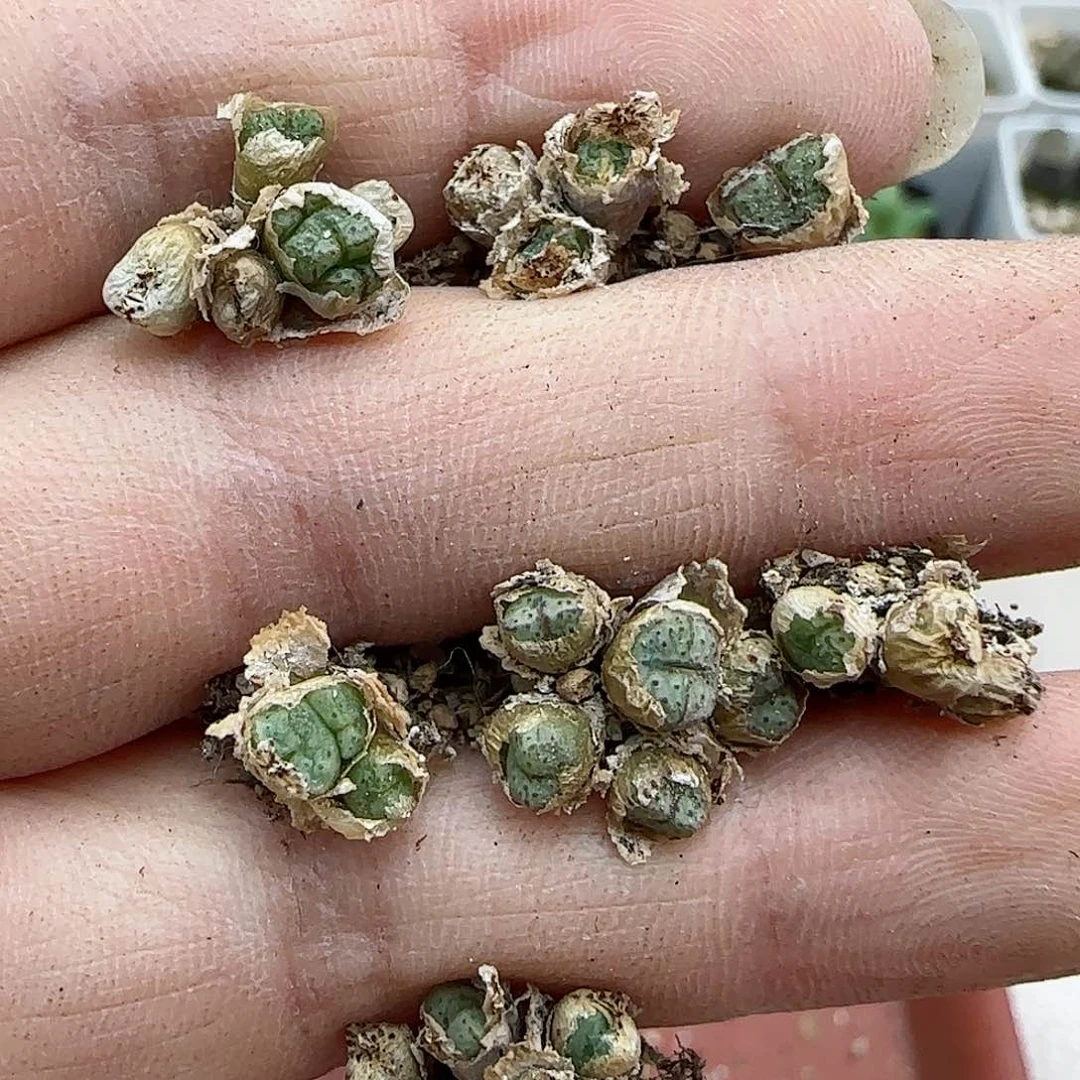 962海伦娜福利福利
