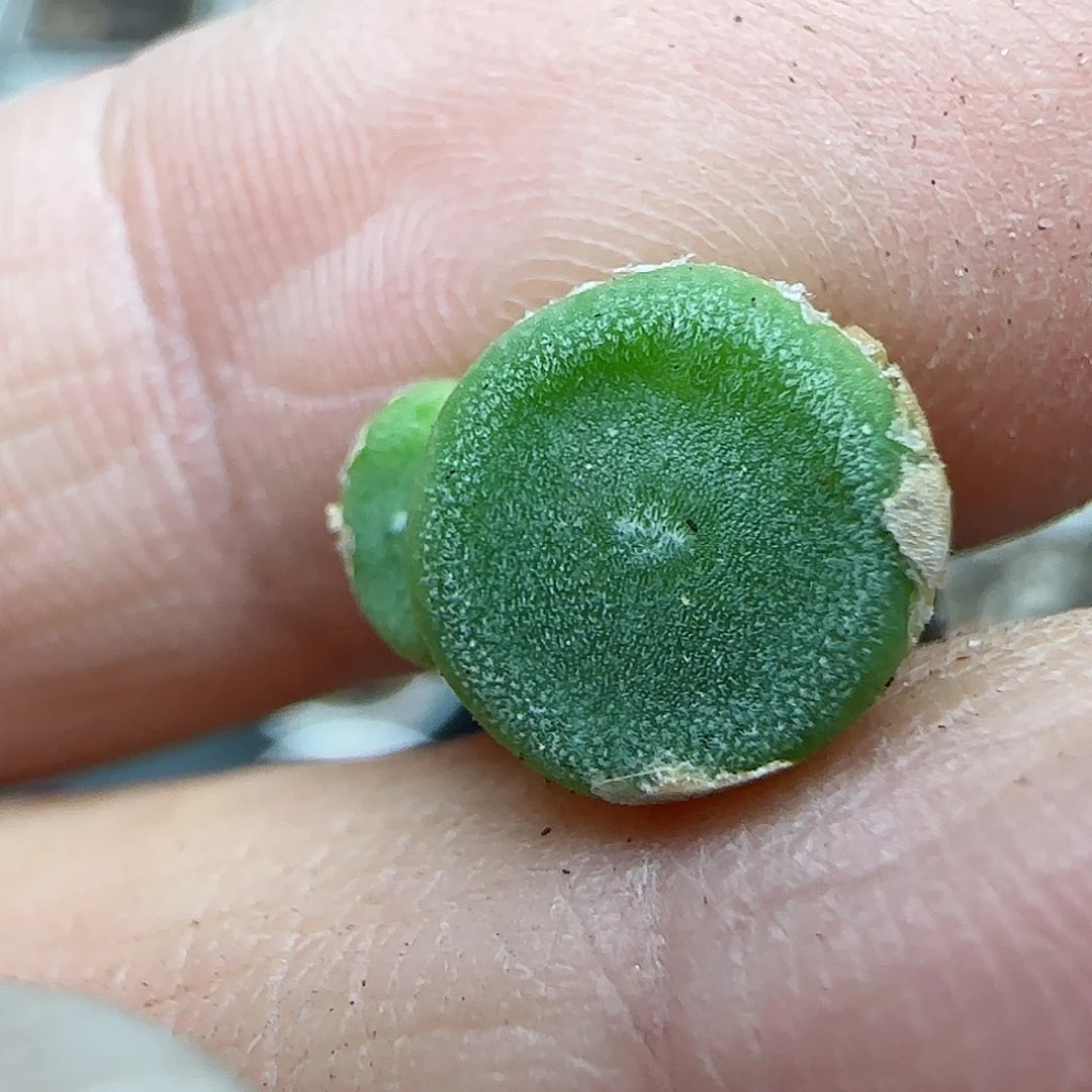 219园艺优选毛纽扣