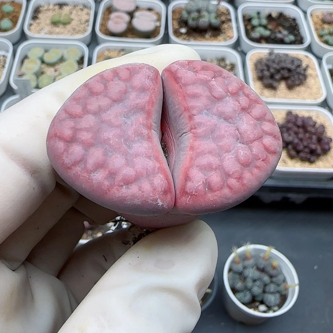 753阿克玫瑰福利