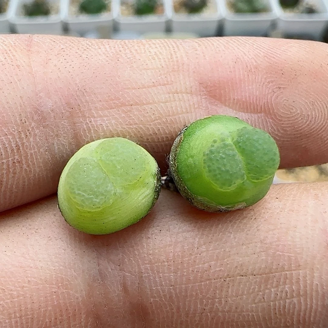 318雪茄福利福利