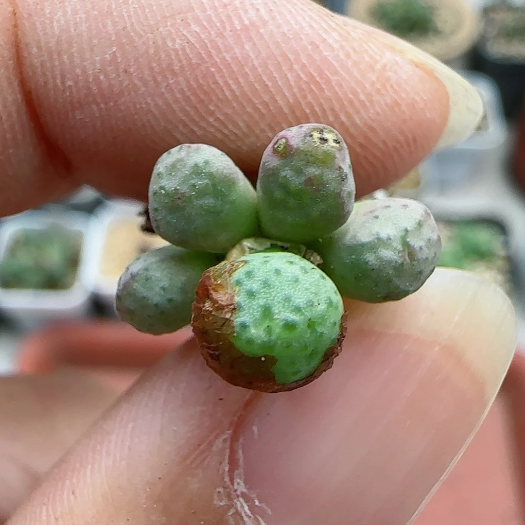 337红花斑马福利