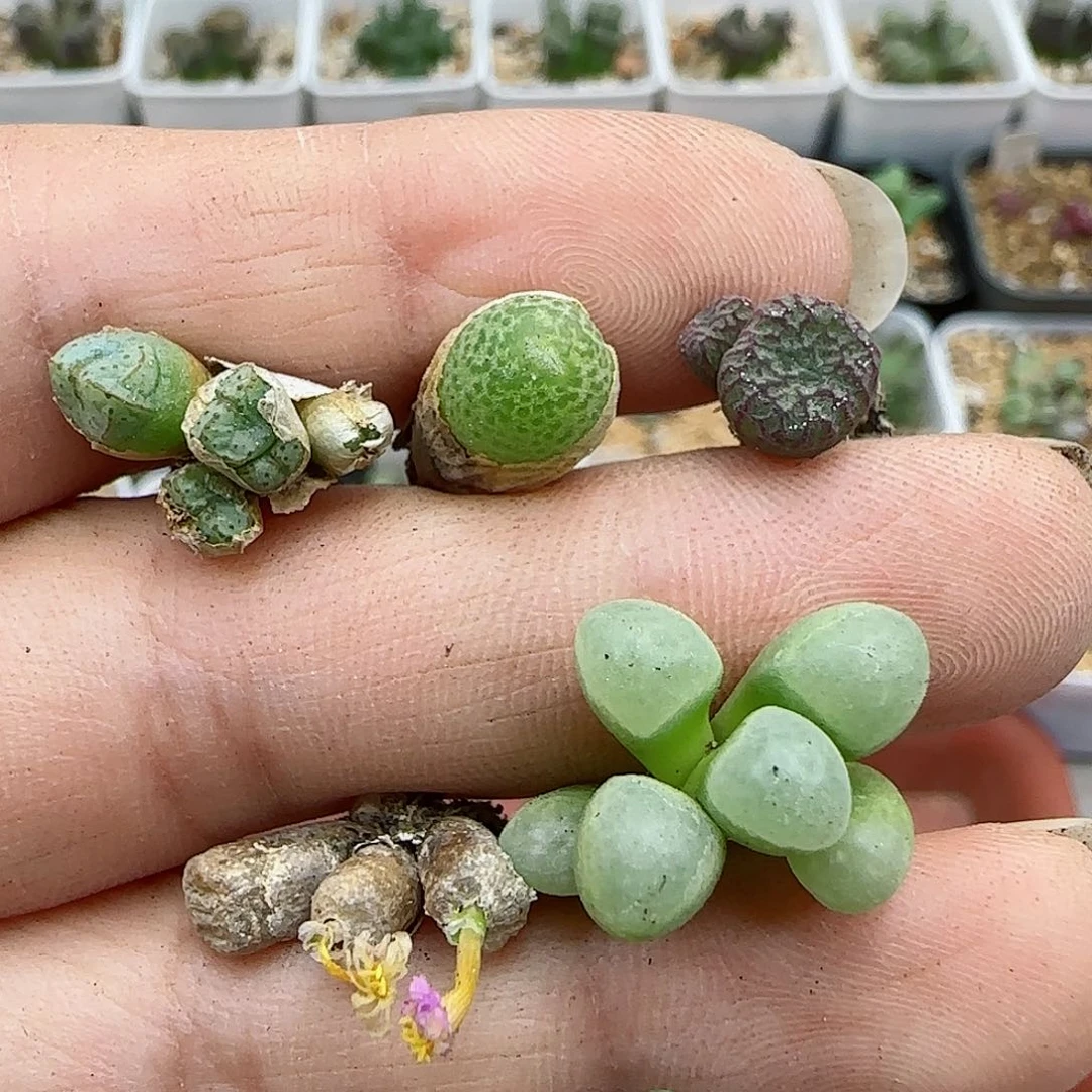207福利福利福利
