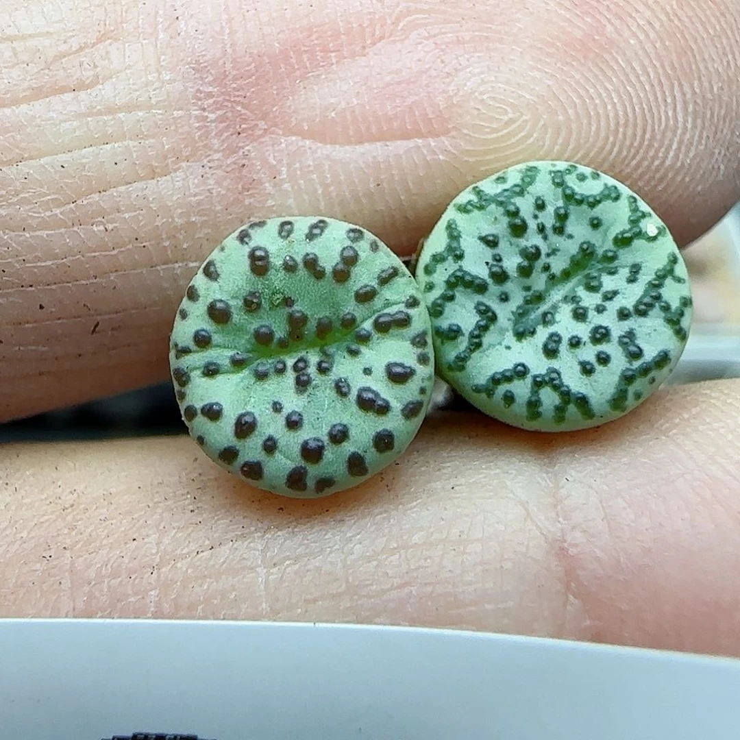 686福利福利福利