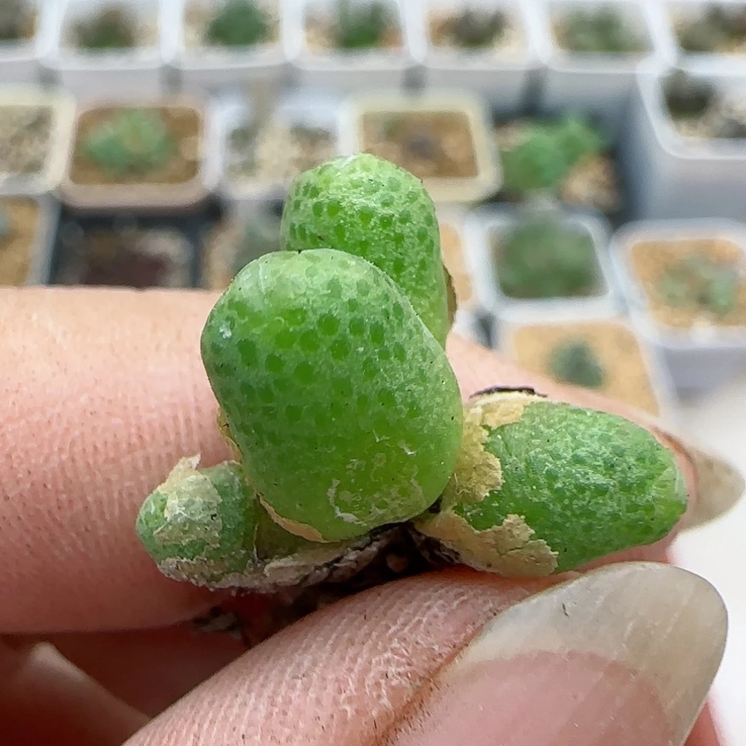 132蟠桃斑马福利