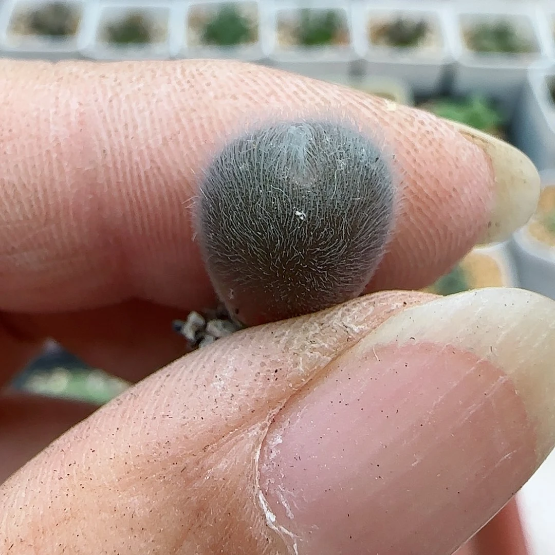 982大型紫毛球1120