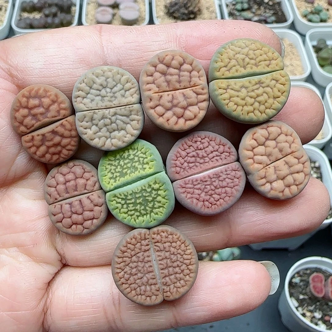 526福利福利福利