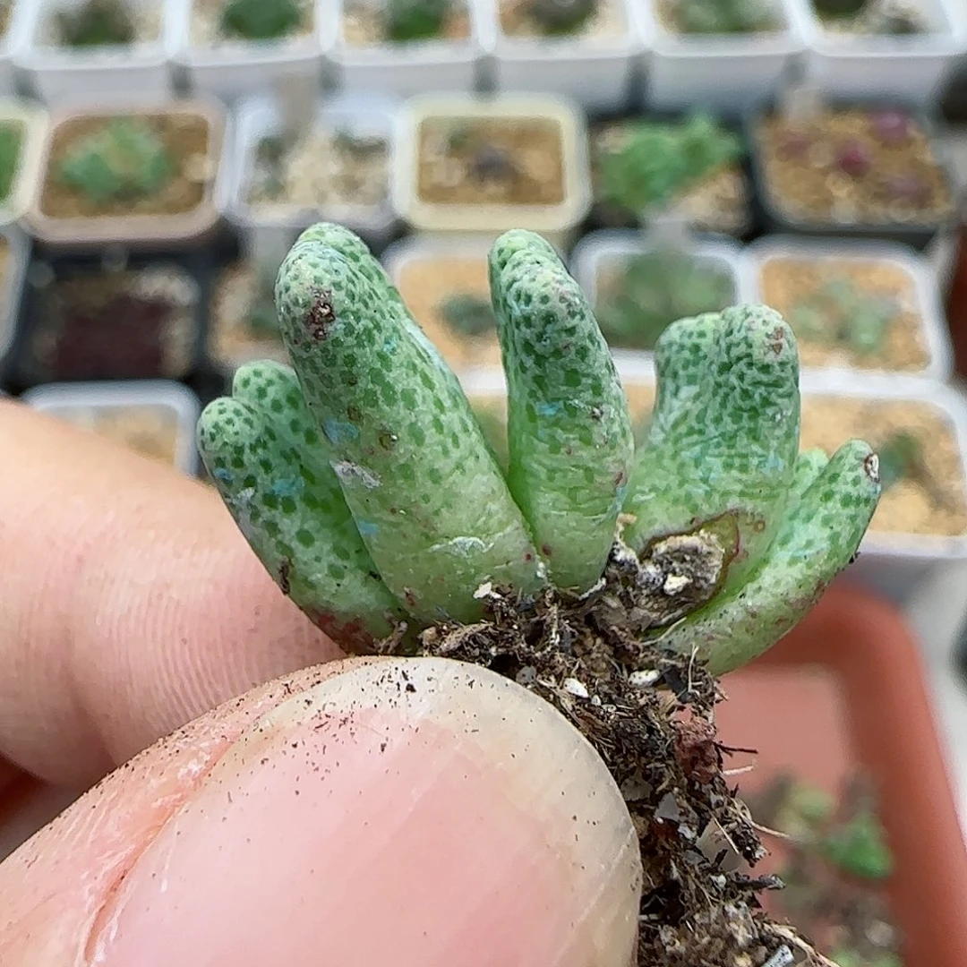 324鹿角斑马福利