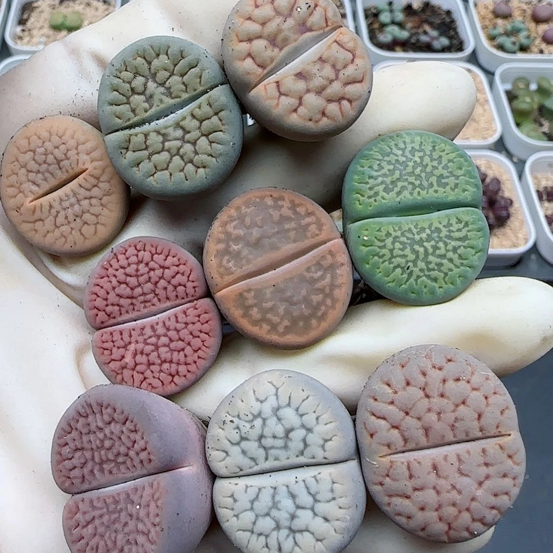 821福利福利福利