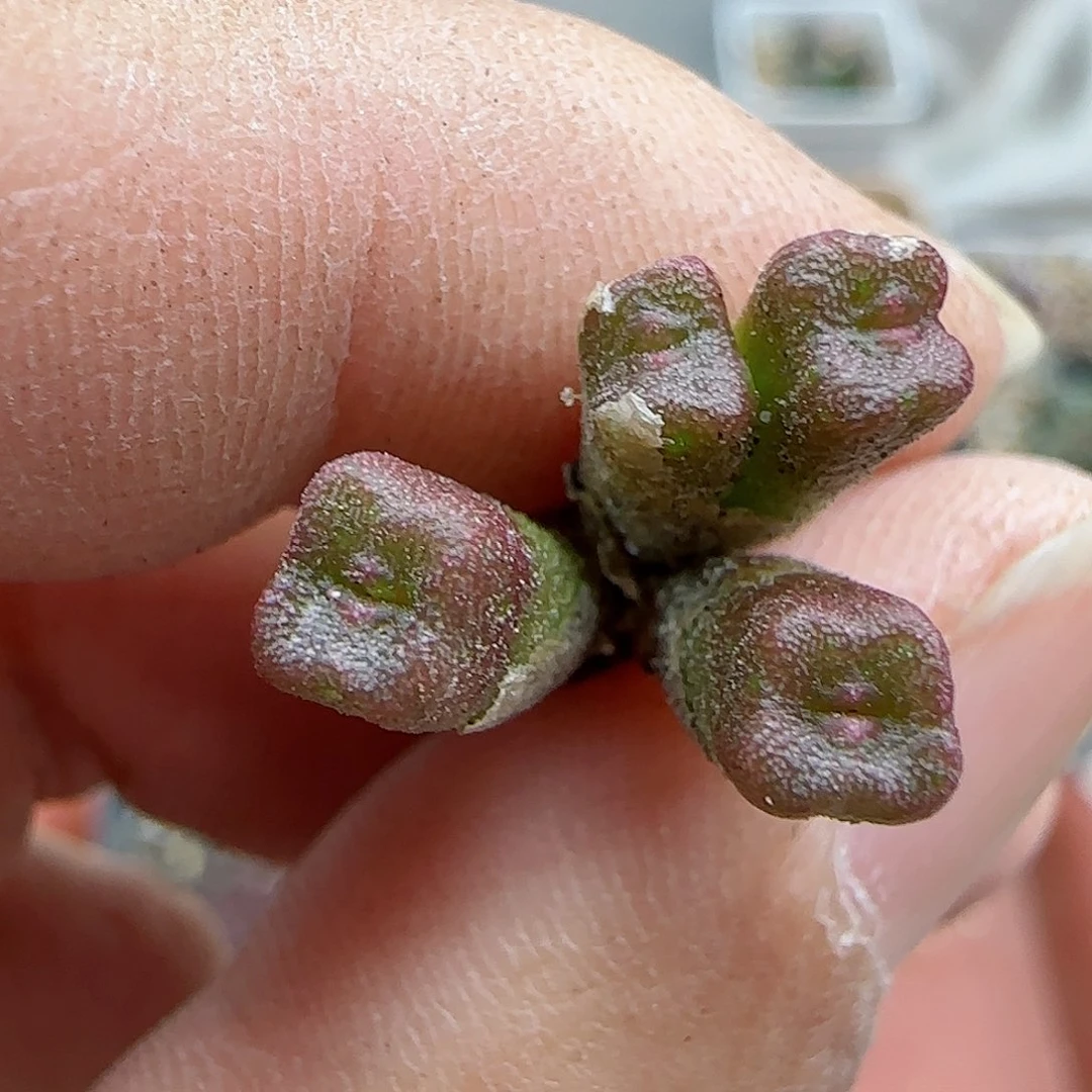602方糖福利福利福利