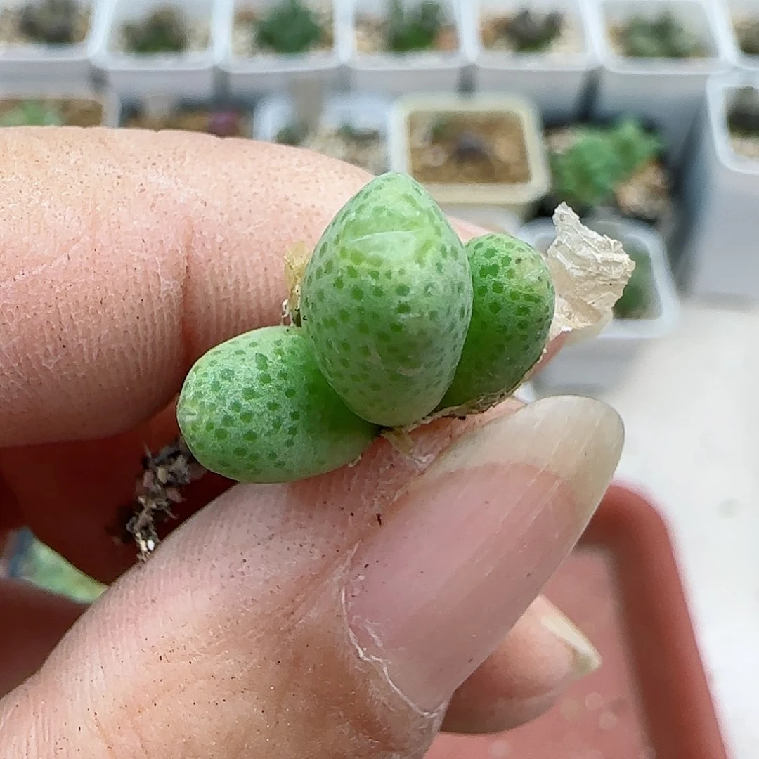 942蟠桃斑马福利