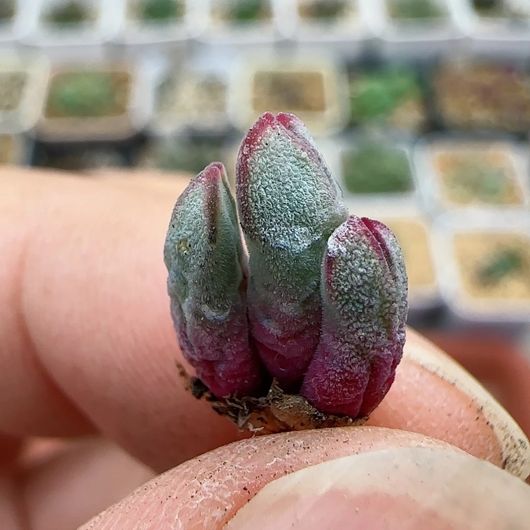 282园艺优选猪蹄985