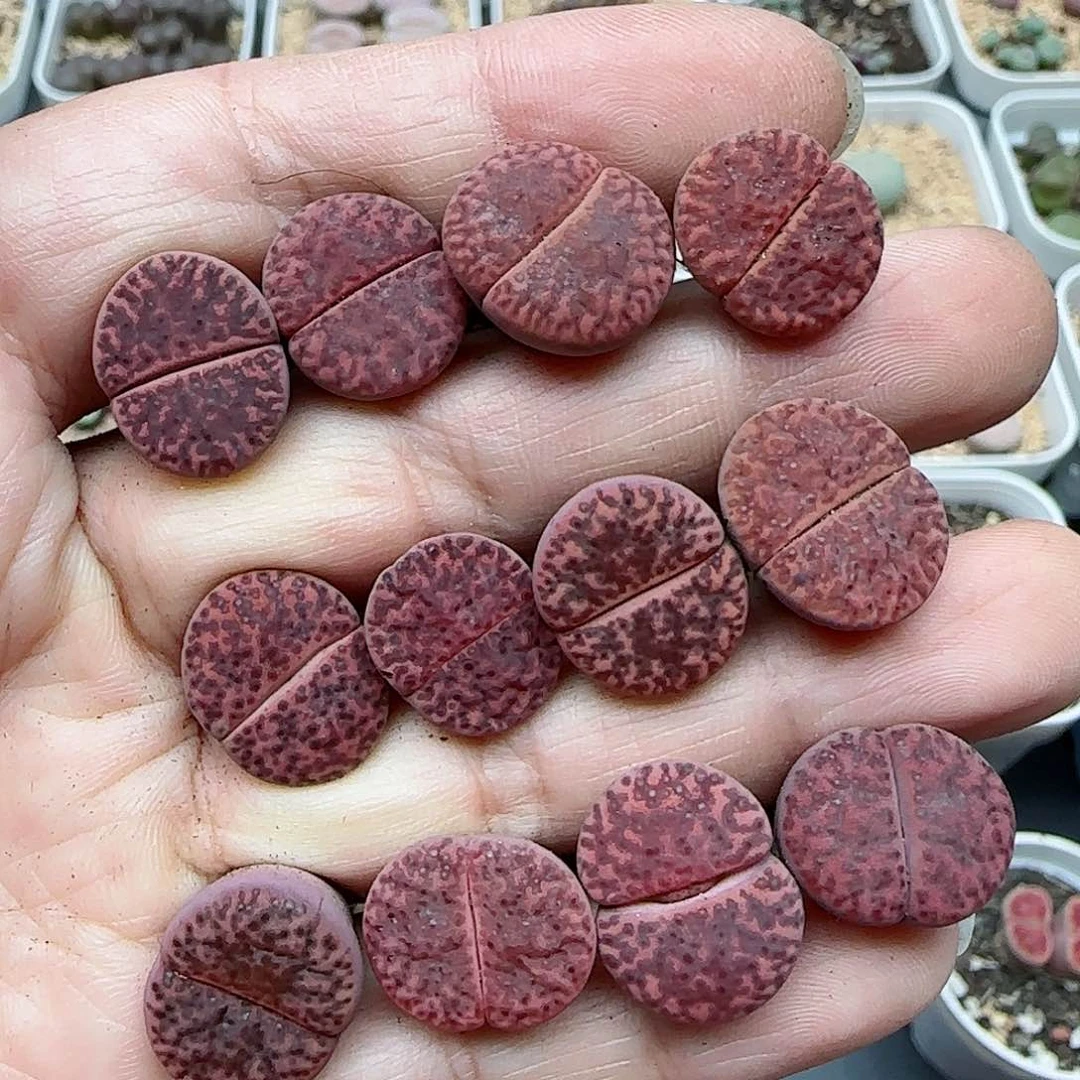 536柘榴玉福利福利