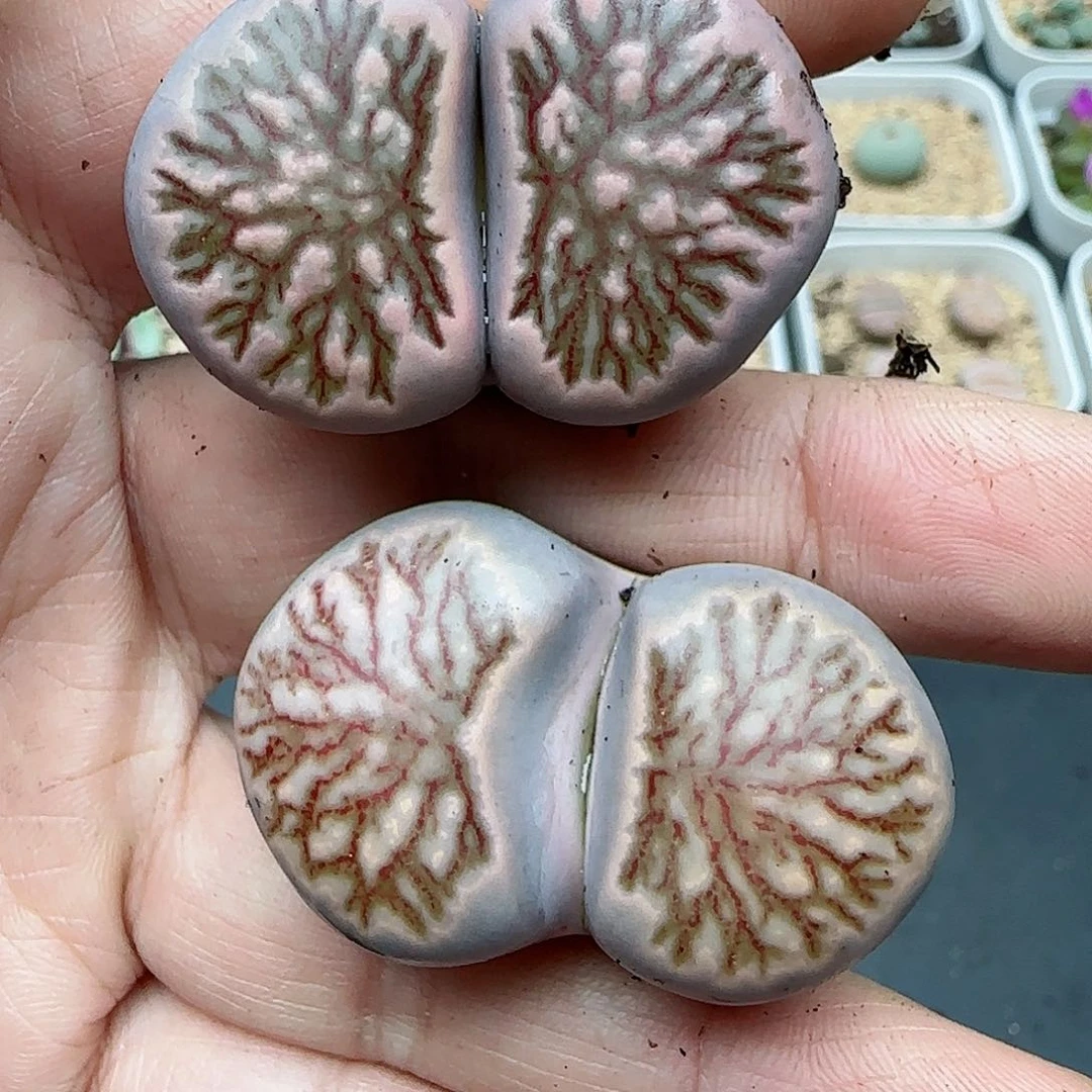 219福利福利福利