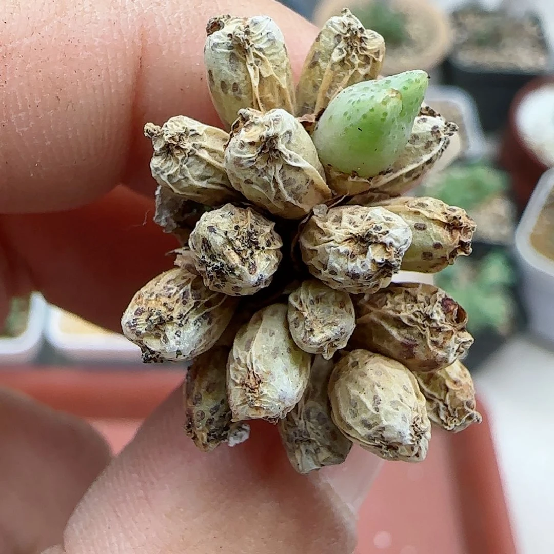 150编号优选母本
