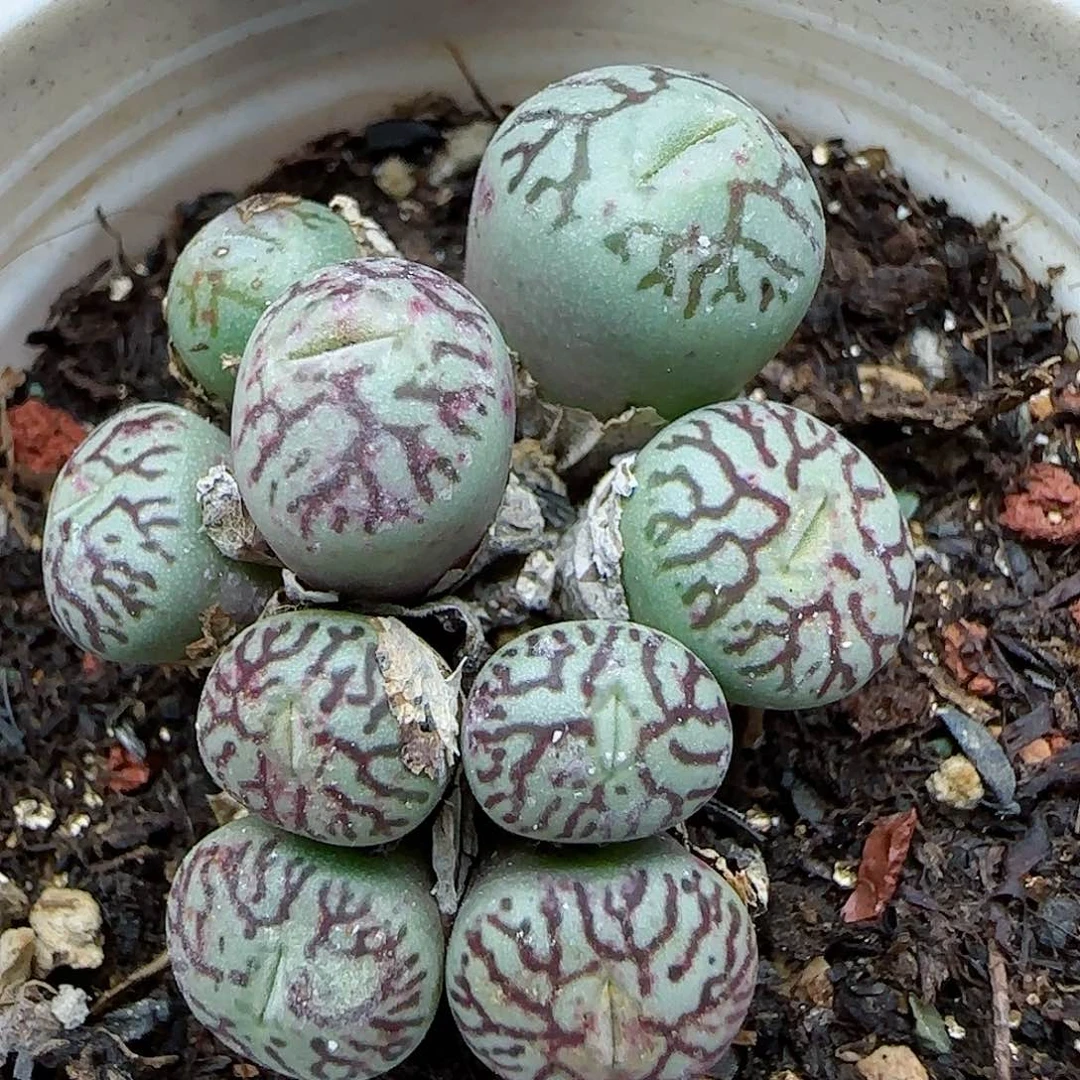 446福利福利福利