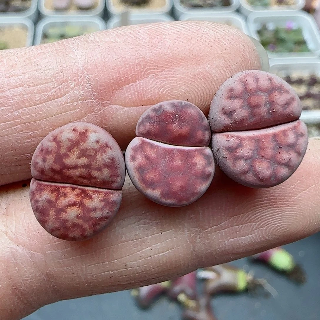 069阿克玫瑰福利