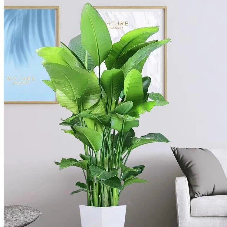 【天堂鸟】带盆发货~室内大叶绿植
