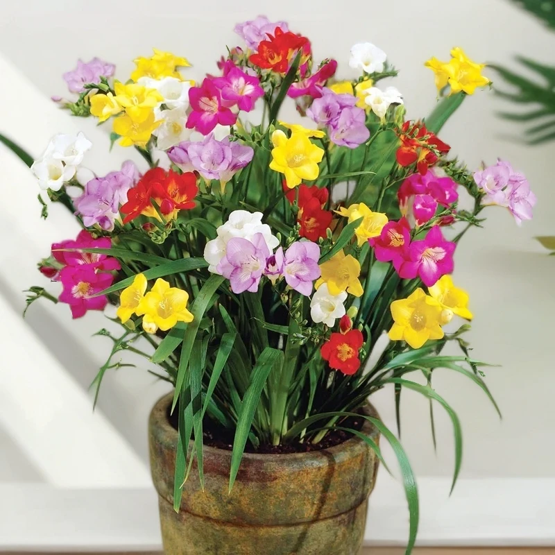 【香雪兰】多年生种球小苍兰花卉绿植盆栽室内庭院四季开花种子室外