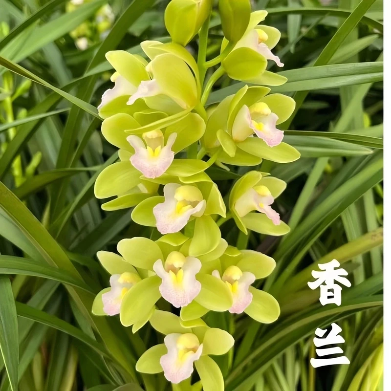 精品3支以上【香水香兰】带花苞兰花多支花好养绿植盆栽浓香型