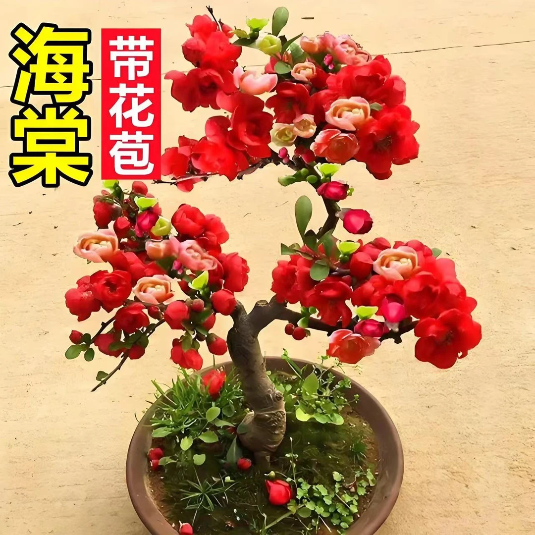 ( 四季海棠 ) 红牡丹海棠花四季开花海棠耐寒植物带花苞花芽