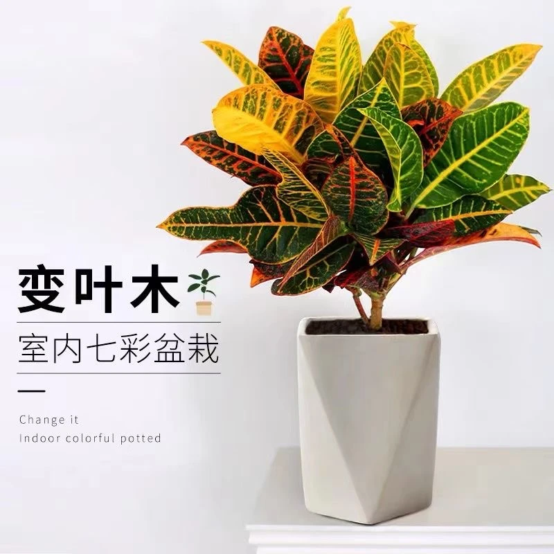 彩色变色木，四季色彩鲜明，室内室外养护