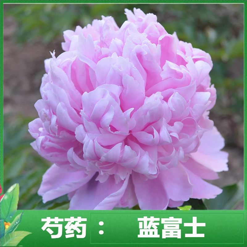 芍药花苗(蓝富士+红富士)菏泽发货 正宗重瓣大花芍药苗高质量高品