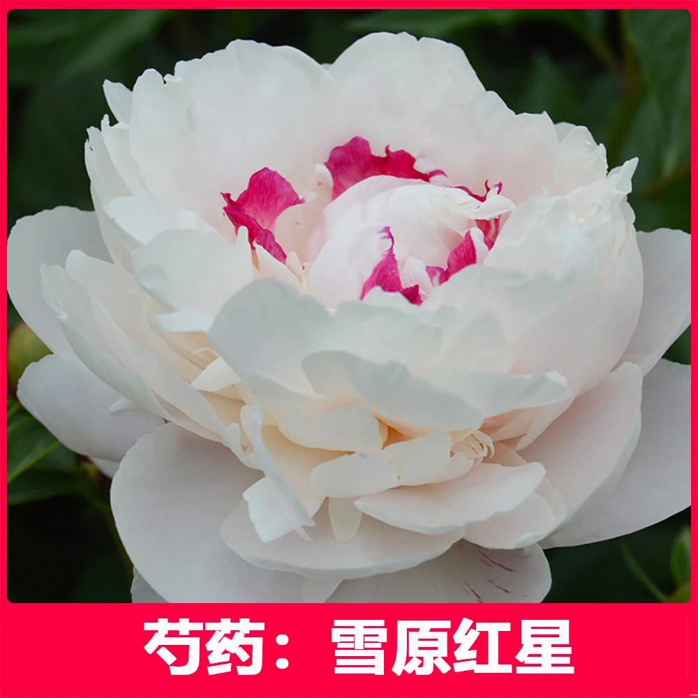 芍药花苗（雪原红星）菏泽发货 正宗重瓣大花芍药苗高质量高品质