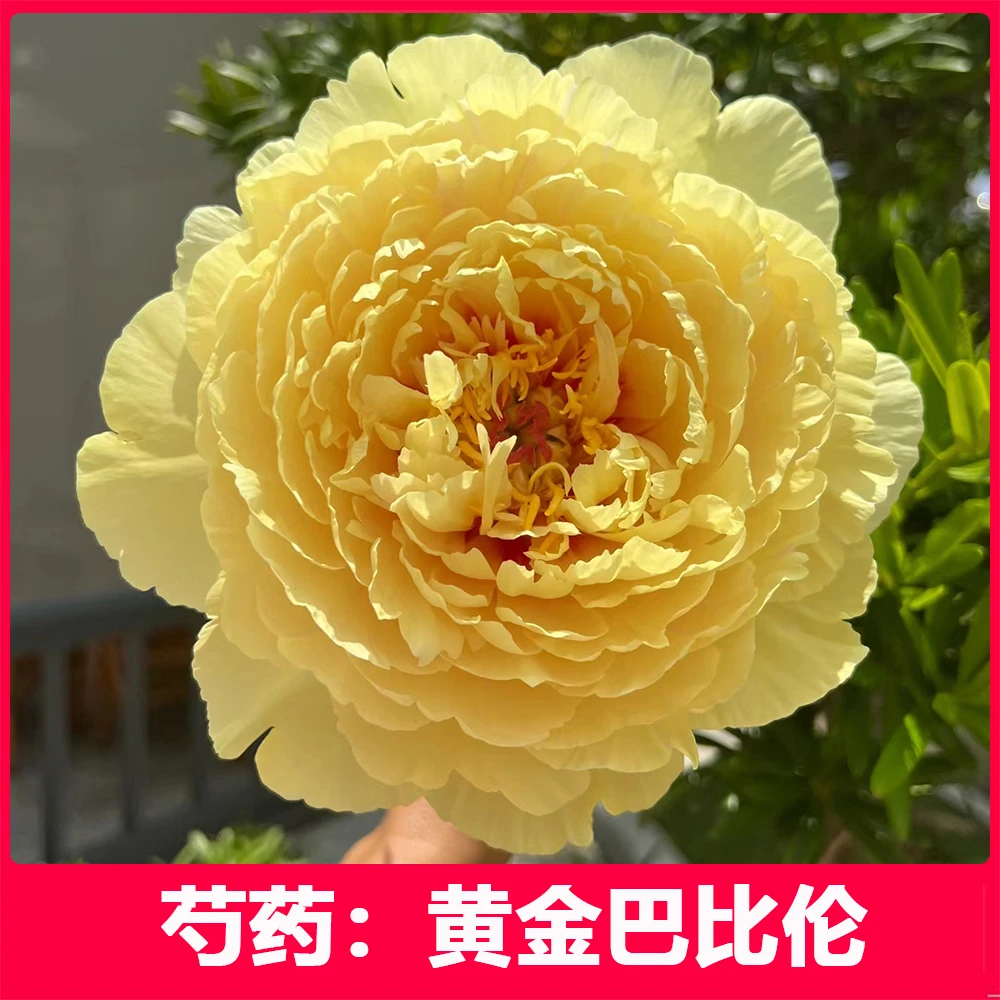 芍药花苗（黄金巴比伦）菏泽发货 正宗重瓣大花芍药苗高质量高品质