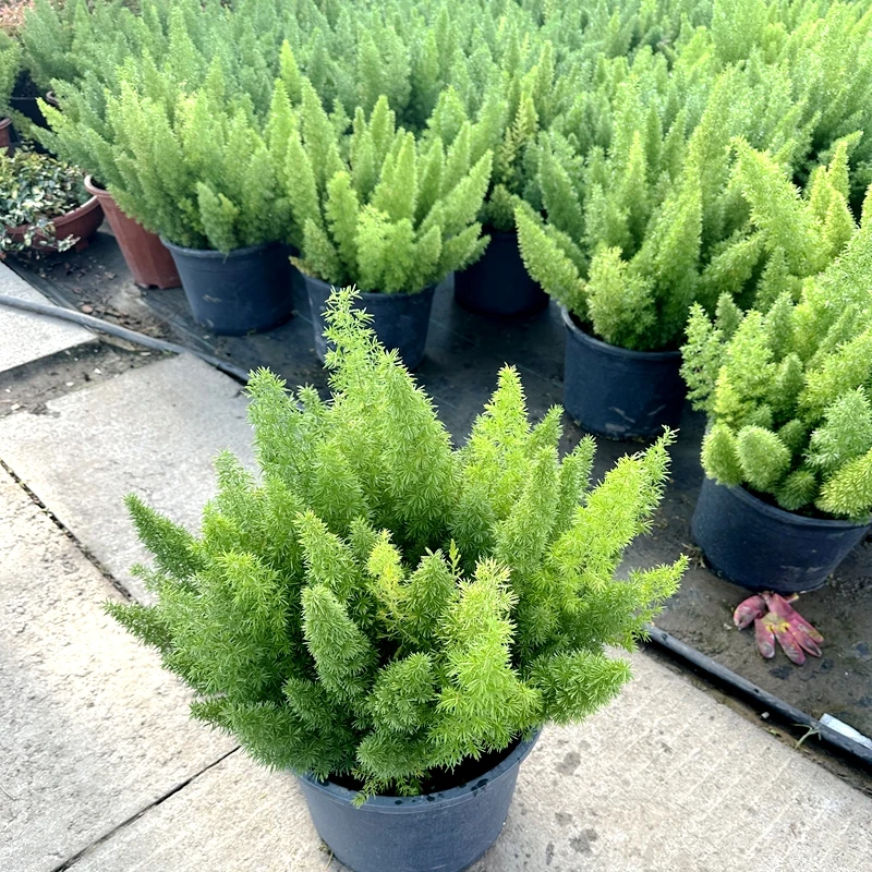 狐尾天门冬盆栽庭院阳台窗台好养易活耐热观叶植物司机长青多年生