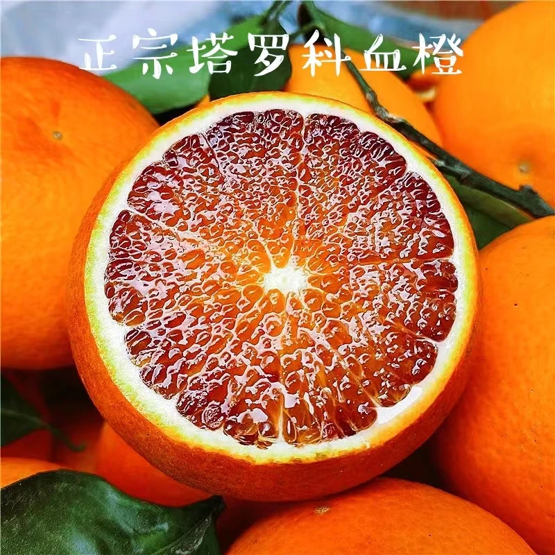 【正宗】四川塔罗科血橙新鲜当季孕妇水果爆甜多汁细腻可口现摘二斤