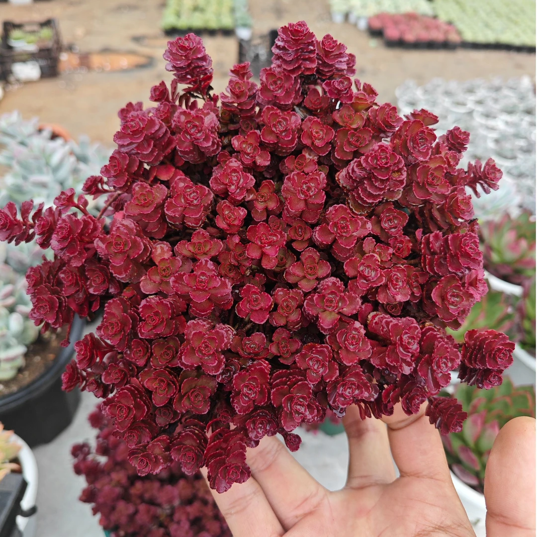 精选小球玫瑰 拾忆多肉 好养阳台多肉植物