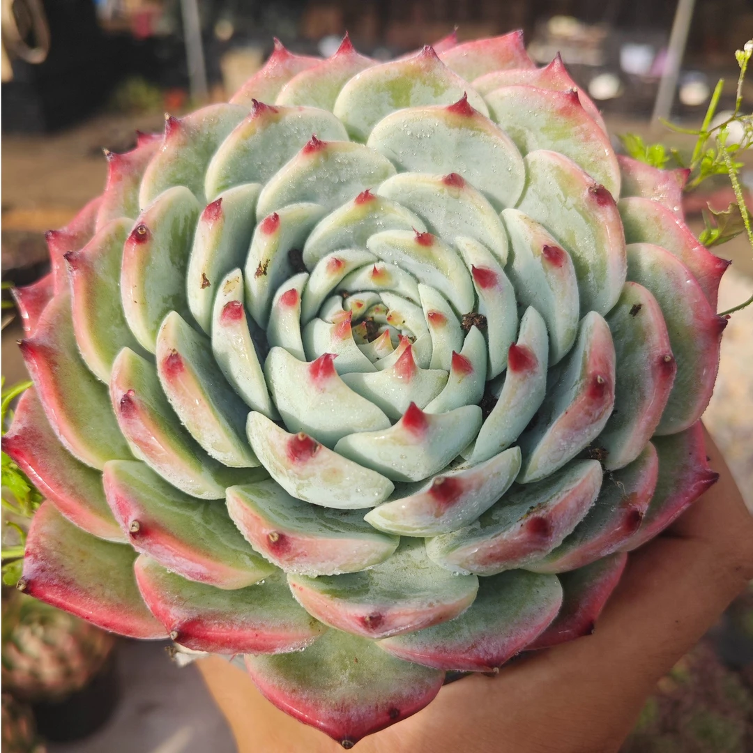 精控水蜜桃 拾忆多肉 好养阳台多肉植物
