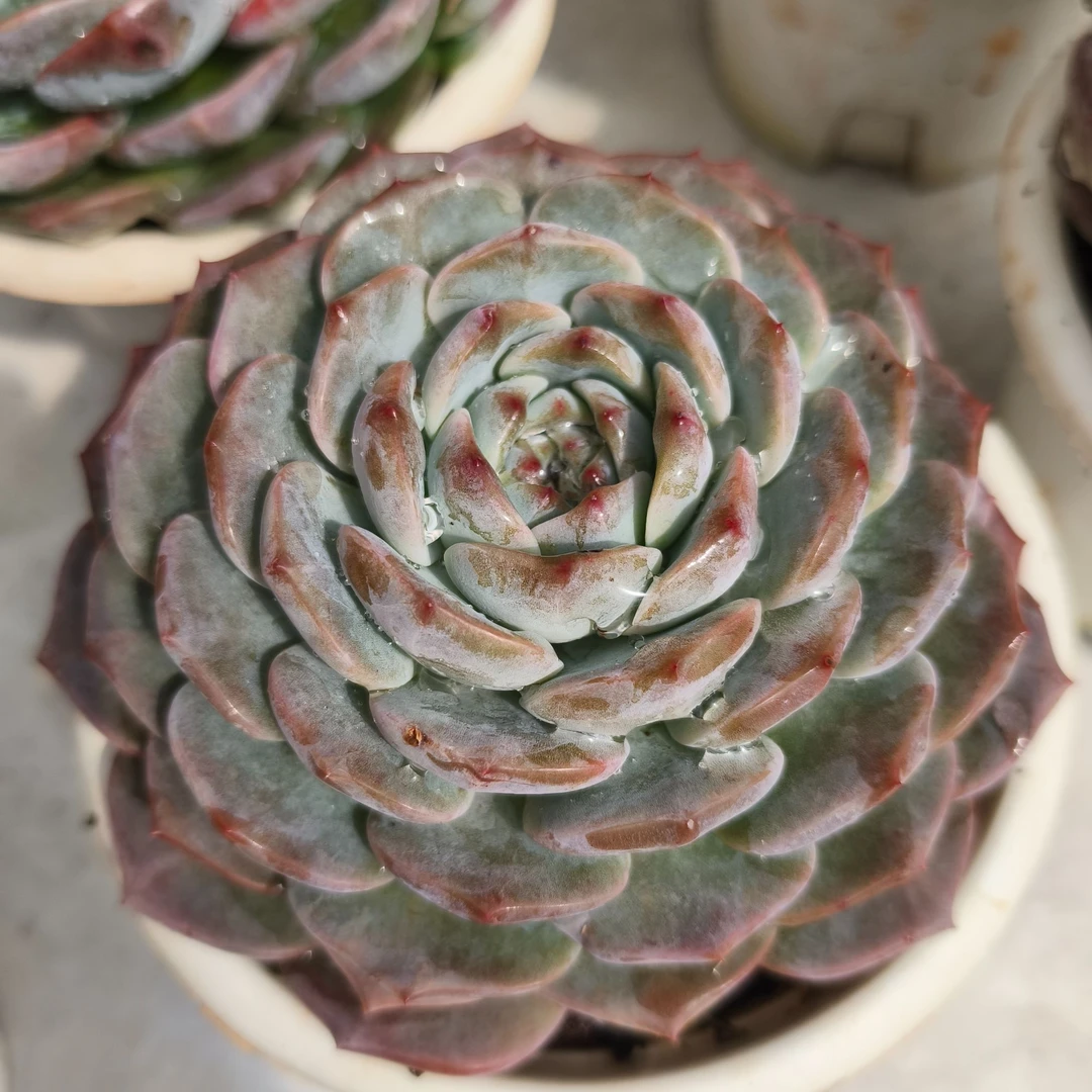 精控恩宠 拾忆多肉 好养阳台多肉植物