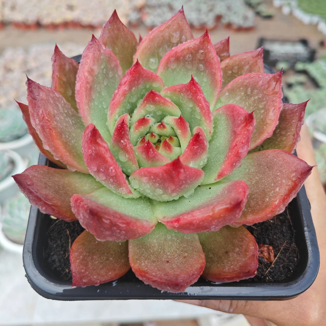 精选红壮壮  拾忆多肉 好养阳台多肉植物