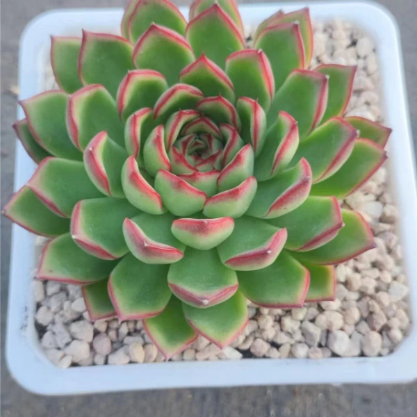 萤火虫 周正莲花座   多肉植物