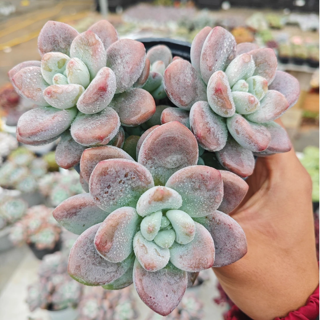 精选洛神 拾忆多肉 好养阳台多肉植物